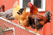 Vì sao gà trống biết được thời gian luôn gáy đúng giờ?