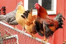 Vì sao gà trống biết được thời gian luôn gáy đúng giờ?