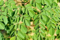 Thảo dược thế giới ví như “vàng xanh” hóa ra là loài cây dại 