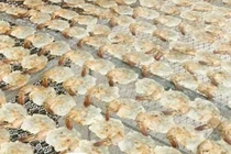 Đem loại tôm này ép khô, nông dân Bạc Liêu bán đắt hàng