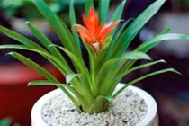 Mang 8 loại hoa này về, năm mới 2024 thịnh vượng, bình an