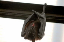 7 sinh vật ghê sợ luôn tìm cách đột nhập vào nhà bạn