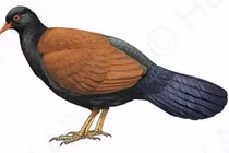 Loài bồ câu quý hiếm mất tích 140 năm xuất hiện trở lại 