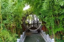 Dừng ngay trồng 7 cây cảnh này trong sân kẻo hối không kịp