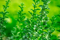 Loại rau "vua bổ gan", cải thiện thị lực, tăng cường miễn dịch