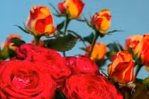 Muốn người đàn ông yêu mình áp dụng bí quyết "ba điều không nên"