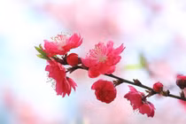 3 con giáp gặp quý nhân, hốt vàng đầy tay, mê say hạnh phúc