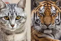 Điều gì sẽ xảy ra nếu một con hổ nhìn thấy con mèo?