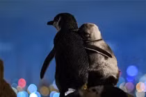 Cặp chim cánh cụt vỗ về, tận hưởng khoảnh khắc cùng nhau