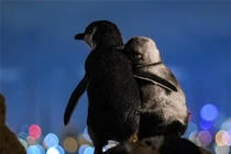 Cặp chim cánh cụt vỗ về, tận hưởng khoảnh khắc cùng nhau