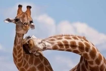 Bí mật "giao phối" có một không hai của loài hươu cao cổ