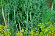 Loại rau "nhỏ mà có võ" giúp xua giá lạnh, tăng miễn dịch