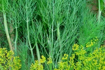 Loại rau "nhỏ mà có võ" giúp xua giá lạnh, tăng miễn dịch