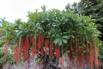 Những loại hoa, cây cảnh mang ý nghĩa tài lộc cho gia chủ 