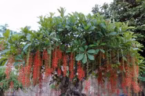 Những loại hoa, cây cảnh mang ý nghĩa tài lộc cho gia chủ 