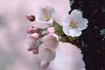 Ai sinh 6 ngày Âm lịch này năm Giáp Thìn 2024 rũ sạch vận xui