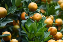 Ngắm cây quất Tết, bố vợ thay đổi thái độ với con rể 