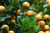 Ngắm cây quất Tết, bố vợ thay đổi thái độ với con rể 