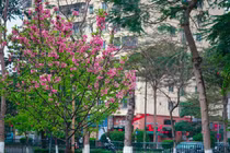 Ngắm hoa anh đào Nhật Bản bung nở ở Hà Nội