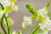 Video: Loài hoa đẹp kiêu sa khiến chị em “phát sốt“