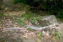 Phát hiện bộ da rắn khổng lồ trên núi Cấm ở An Giang