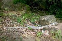 Phát hiện bộ da rắn khổng lồ trên núi Cấm ở An Giang