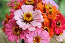 3 con giáp khởi đầu 2024 viên mãn, tiền của rủng rỉnh