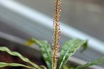 Kì dị loài thực vật có thể biến thành "động vật ăn thịt"