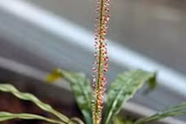 Kì dị loài thực vật có thể biến thành "động vật ăn thịt"