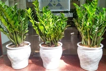 2 cây cảnh giữ nhà, hút tài lộc, ai trồng cũng vượng phát