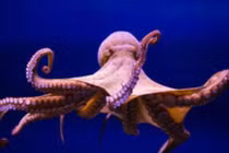 Thói quen kỳ lạ của sinh vật thông minh nhất đại dương