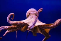 Thói quen kỳ lạ của sinh vật thông minh nhất đại dương