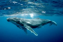 Cá voi là động vật có vú, sử dụng phổi, sao chúng ngủ dưới biển?