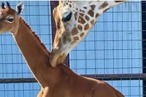 Tác dụng không ngờ của những chiếc đốm với hươu cao cổ