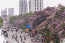 Những địa điểm tuyệt đẹp ở Hà Nội mùa hoa bằng lăng 