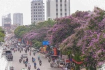 Những địa điểm tuyệt đẹp ở Hà Nội mùa hoa bằng lăng 