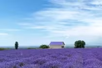 Video: Hoa oải hương ở thung lũng sông Y Lê nở rộ tuyệt đẹp