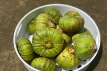 Loại quả dại ít người biết ăn lại tốt cho bà bầu