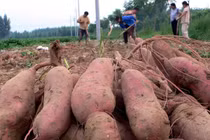 Loại củ trường thọ, chất xơ gấp gần 4 lần bí ngô