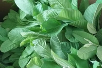 Thực hư uống nước lá ổi chữa bách bệnh, "đánh tan" cả ung thư