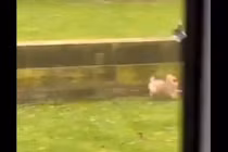 Video: Chó chạy “té khói” khi bị chim truy đuổi