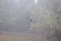 Tơ nhện dai chắc gấp 10 lần sợi áo chống đạn