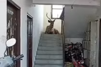 Video: Hươu được giải cứu khi đi lạc vào khu dân cư 