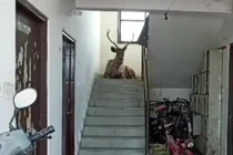 Video: Hươu được giải cứu khi đi lạc vào khu dân cư 