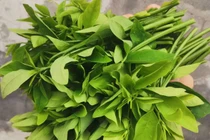 Loại rau giúp thanh nhiệt, cải thiện giấc ngủ, ngừa loãng xương