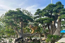 Bonsai “độc lạ” của gần 100 nhà vườn quy tụ về triển lãm
