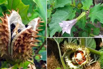 Lá ngón so với 3 loại cây có độc tính cao nhất