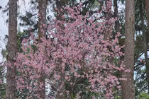 Bất ngờ mai anh đào Đà Lạt nở giữa tháng 4 