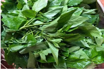 Loại rau dại xưa chả ai thèm, nay thành đặc sản, giúp giải độc