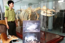 Tê giác 1 sừng cuối cùng trên TG ở Việt Nam tuyệt chủng thế nào?